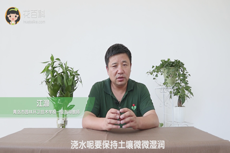浇水呢要保持土壤微微湿润