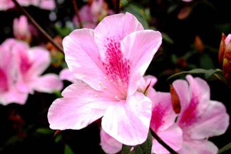 杜鹃花