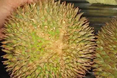 榴莲