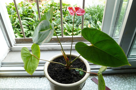 红掌