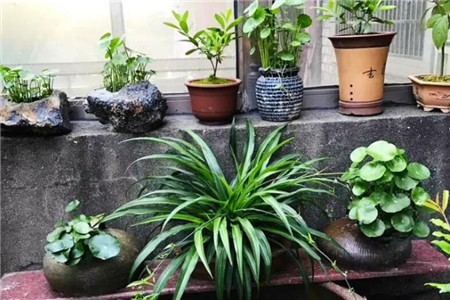 铜钱草