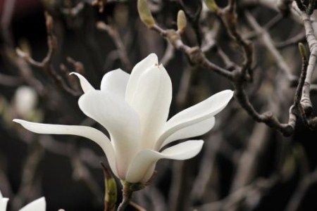 玉兰花