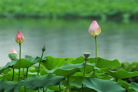 荷花