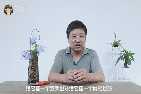 给它搭一个支架也好给它搭一个网格也好