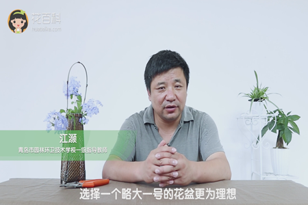 略大一号的花盆