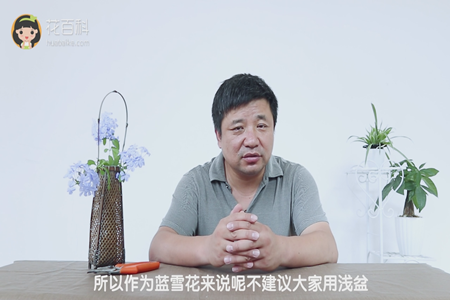 不建议用浅盆