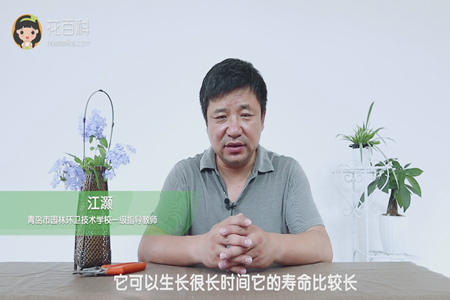 寿命很长
