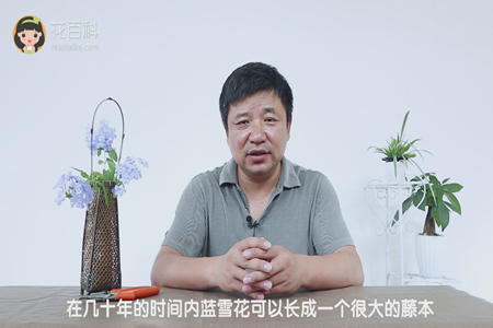 几十年就可长成很大的藤本