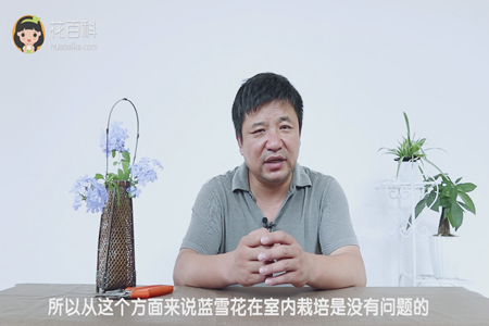 可以在室内栽培