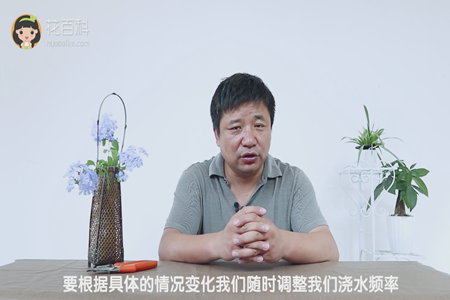 调整浇水频率