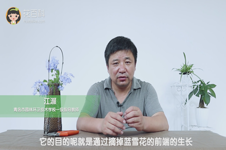 蓝雪花