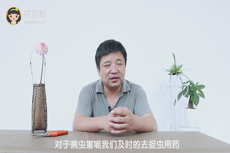 捉虫用药