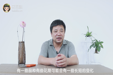 花期会有所变化