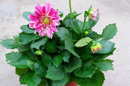 大丽花