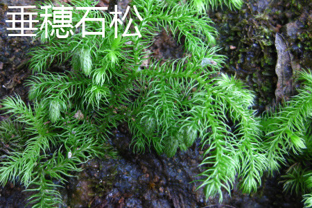 垂穗石松和石松的區(qū)別