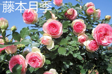 藤本月季花.jpg