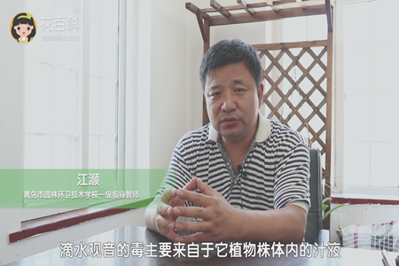 毒性来自植株体内的汁液