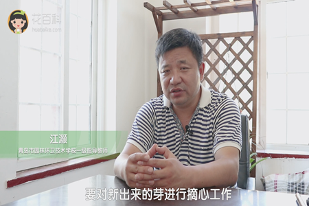 对新芽进行摘心工作