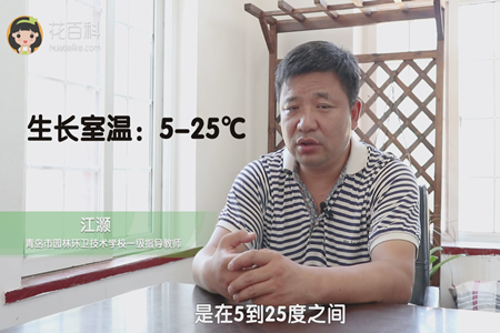 生长室温为5-25℃