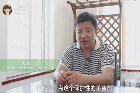 喷洒保护性的杀菌剂