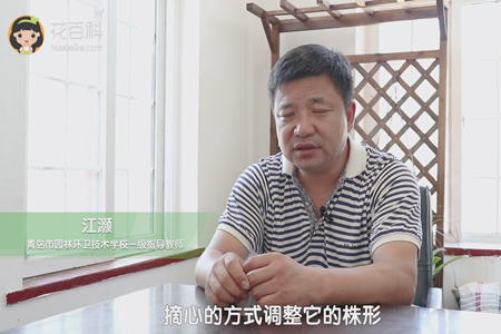 摘心调整株形