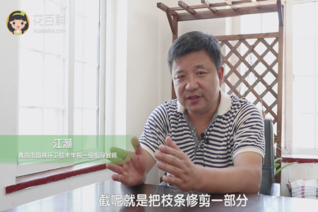 截就是把枝条修剪一部分
