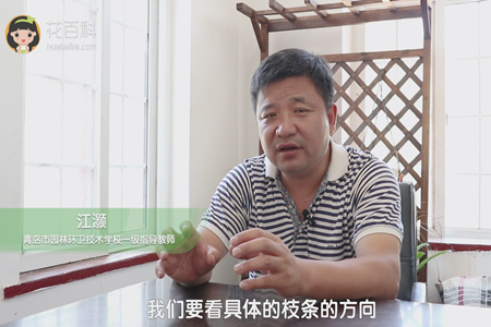 看具体的枝条方向