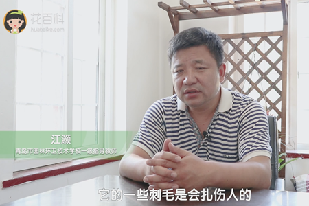 它的刺会扎伤人