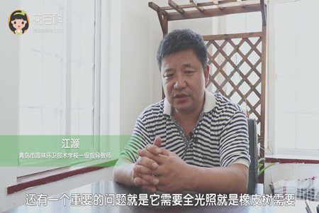 需要全光照