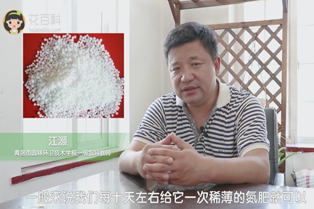10天施一次稀薄的氮肥