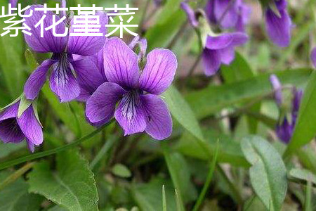 紫花堇菜