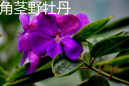 角茎野牡丹和巴西野牡丹的区别