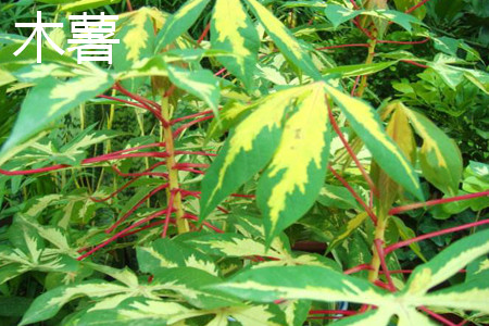 木薯和红薯的区别
