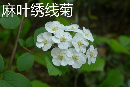 麻叶绣线菊