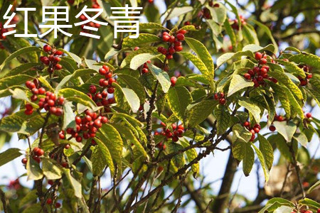 红果冬青和火棘的区别