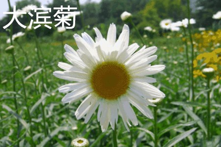 大滨菊，花.jpg