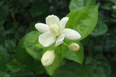 茉莉