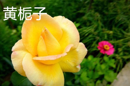 黄栀子，花.jpg