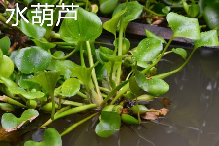 水葫芦叶.jpg