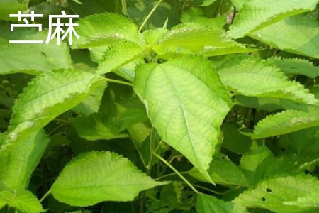 苧麻和亞麻的區(qū)別