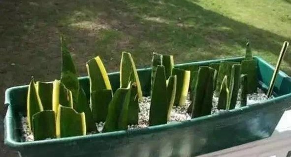 虎皮兰