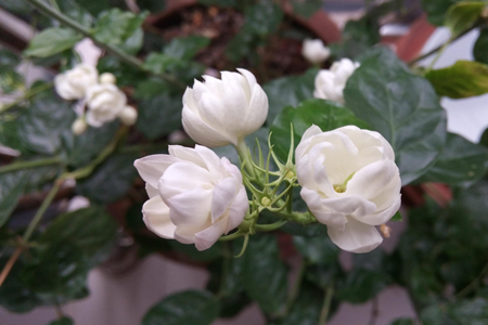 茉莉花