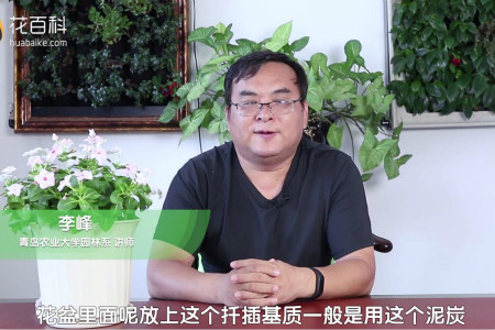 长春花