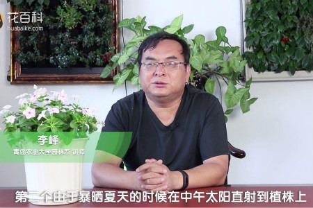 长春花