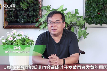 长春花