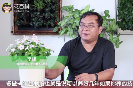 长春花