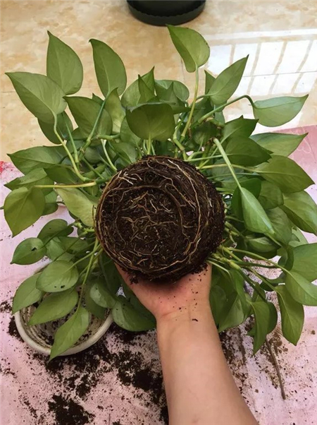 绿萝脱盆