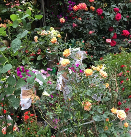 开花