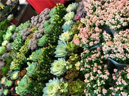 五颜六色的花