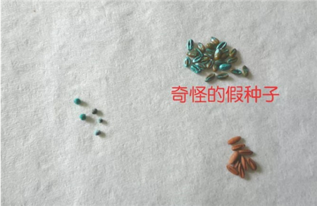 彩色花种